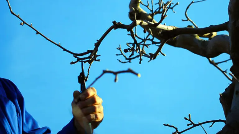 A person is pruning a tree branch against a clear blue sky, focusing on the meticulous shaping and care of the tree.

