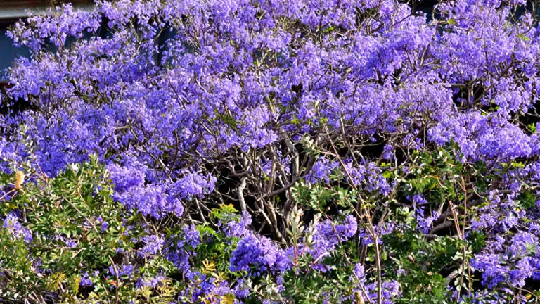 A dense cluster of vibrant purple flowers from a Jacaranda tree, interspersed with green leaves, creating a lush and colorful floral display.
