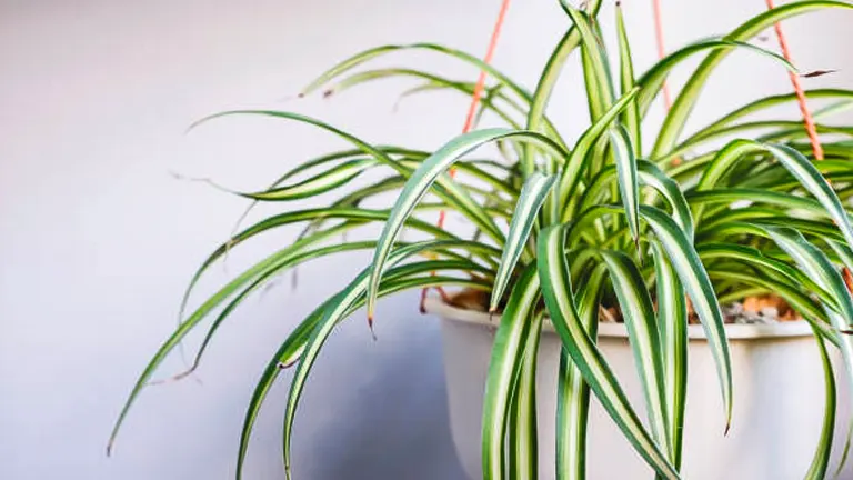 Spider plant with variegated green and white leaves in a white hanging pot against a light grey background.