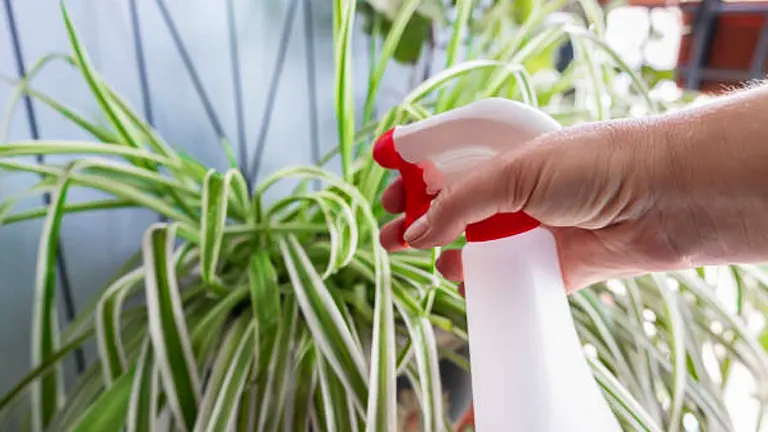 Close-up of a hand pressing the trigger of a white spray bottle with a red nozzle, aiming at variegated spider plants in a home setting with sunlight filtering through.