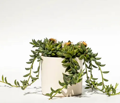 Trailing succulent with green, fleshy leaves and small, faded flowers in a white ceramic pot against a white background.