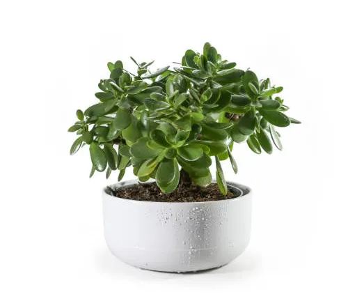 Lush Jade Plant with shiny green leaves in a glossy white pot against a pure white background.