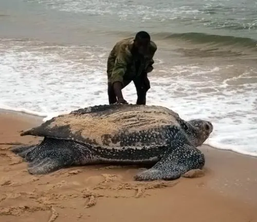 A man standing on the beach next to a large Leatherback Sea Turtle.