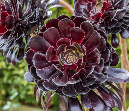  Dark burgundy Aeonium succulent rosettes with glossy leaves in a garden.