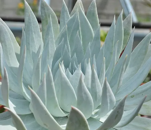 Close-up of a pale blue Echeveria succulent showcasing its layered, pointed leaves in a sunlit greenhouse.