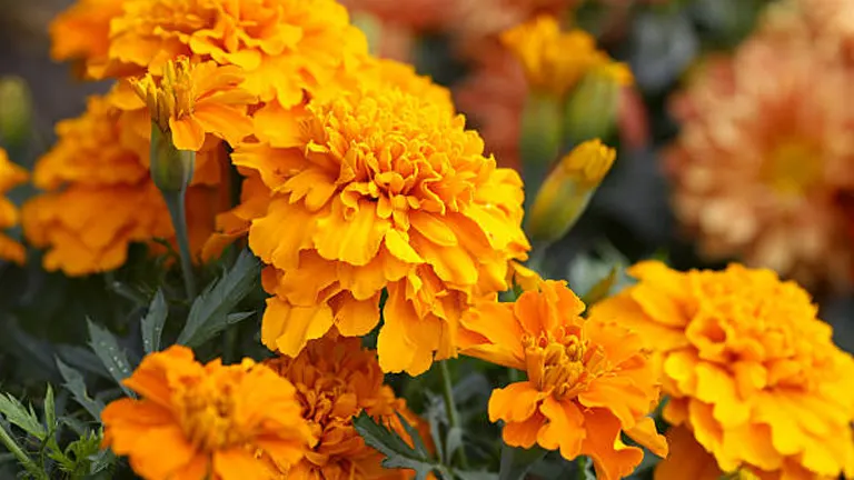 Close-up of vibrant orange marigolds with lush green leaves, displaying layers of detailed petals.