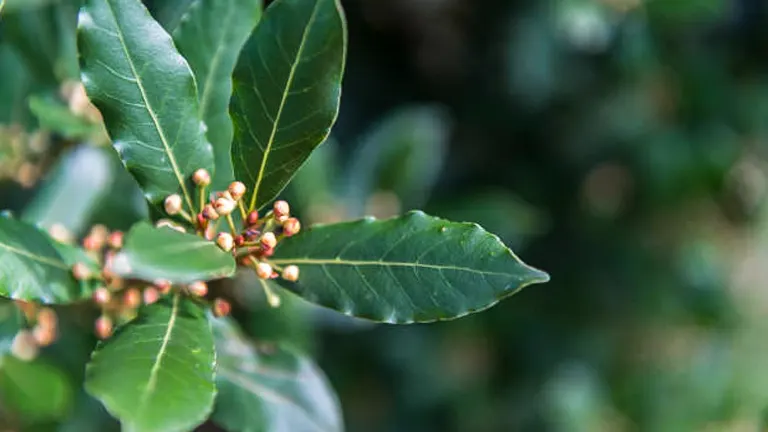 Close-up of bay laurel leaves and budding flowers in soft focus background.
