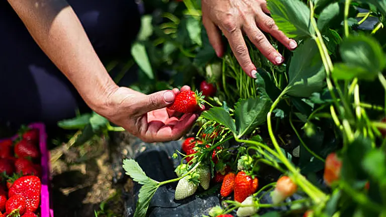 Hands gently picking ripe strawberries from a lush green plant in a garden.
