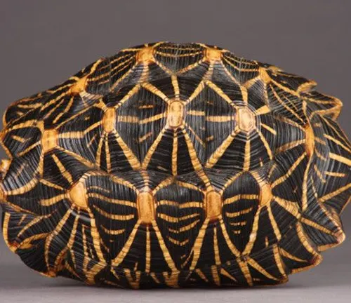 Indian Star Tortoise shell with striking black and yellow stripes.
