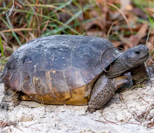 A gopher tortoise walking on the ground.