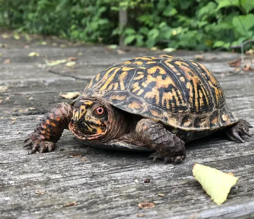A "Common Box Turtle" on a wooden walkway.