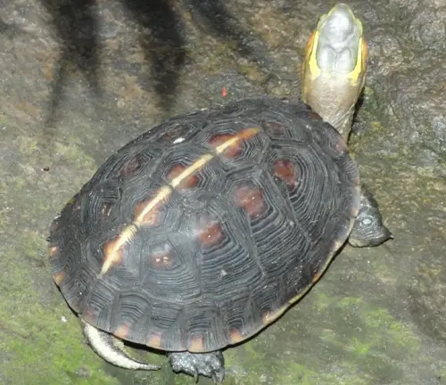 Chinese Box Turtle - A small turtle with a domed shell, yellow stripes, and a hinged plastron, native to China and Southeast Asia..