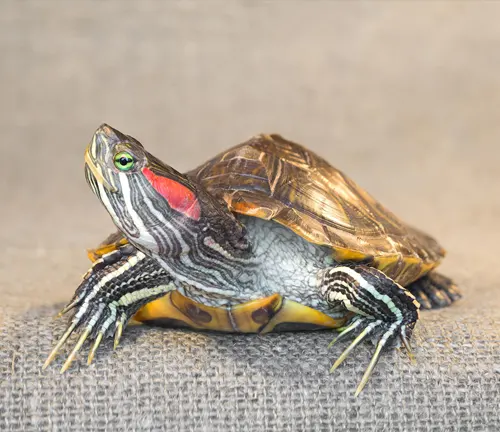 A "Red-eared Slider Turtle" on a gray background.