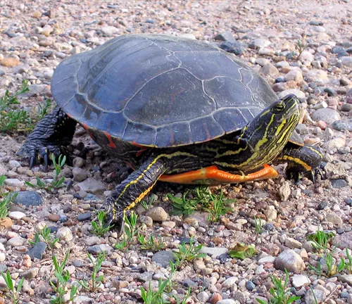 A close-up photo of a painted turtle with a dark green shell, yellow stripes, and red markings on its head and legs.