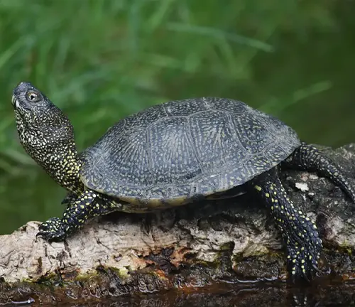A European Pond Turtle perched on a log in the water, showcasing its serene and natural habitat.