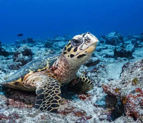 A hawksbill sea turtle gracefully swimming in the ocean, showcasing its vibrant green shell and flippers.
