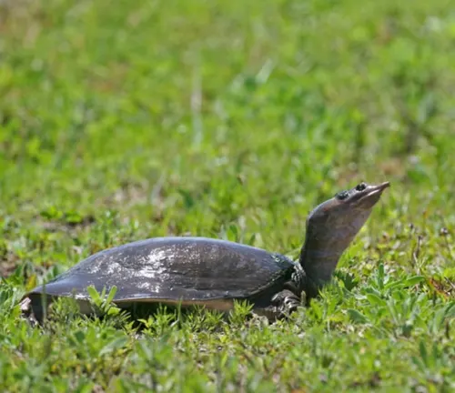 A softshell turtle resting in the grass.