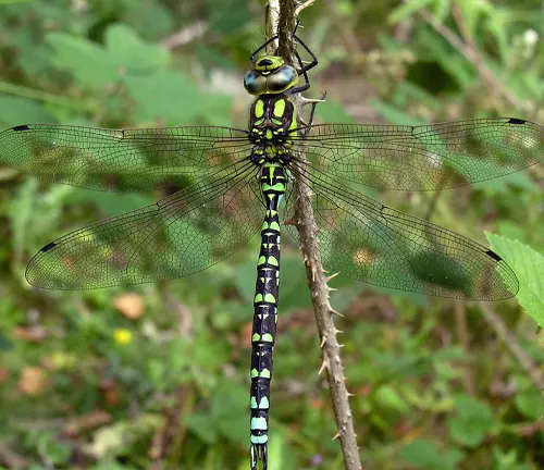A close-up photo of a Hawkers Dragonfly perched on a leaf. Its vibrant colors and intricate wings are visible.