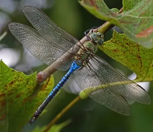 A close-up photo of a Darners Dragonfly with its vibrant blue body, transparent wings, and long, slender abdomen.
