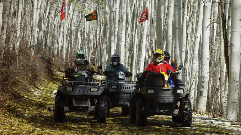 Three ATV riders with flags attached to their vehicles on a forest trail surrounded by white-barked aspen trees with fallen yellow leaves.
