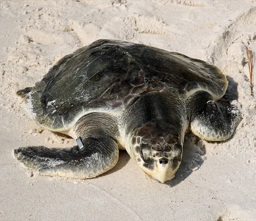 A Kemp's Ridley Sea Turtle resting on a sandy beach, its vibrant green shell contrasting with the golden sand.