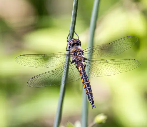 A Baskettail Dragonfly perched on a stem against a green background.