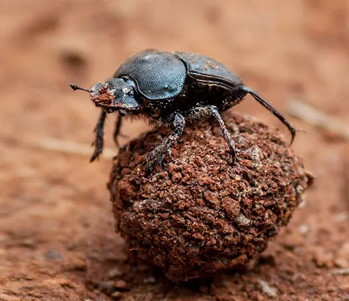 Dung beetles rolling a ball of dung on the ground.
