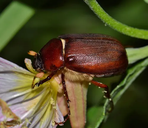 A "June Beetle" perched on a delicate flower.