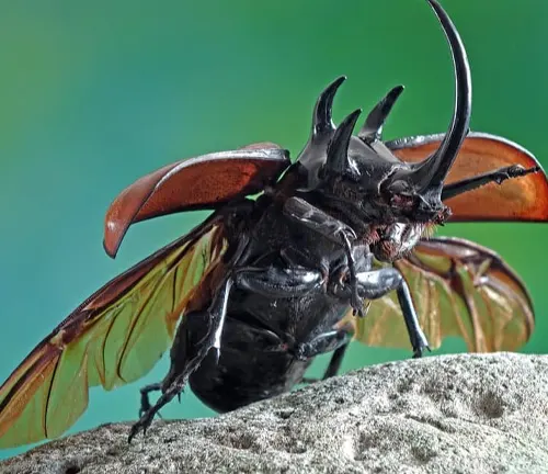 A close-up photo of a large, black rhinoceros beetle with a long horn on its head.