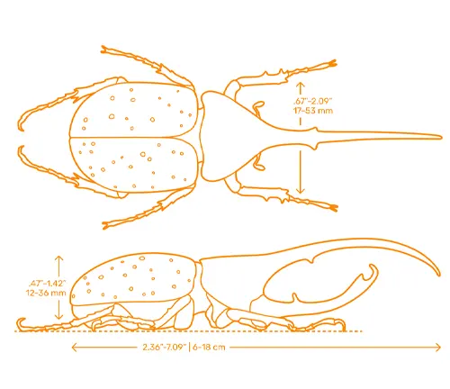 Diagram showing the size of a "Hercules Beetle", highlighting its large dimensions.