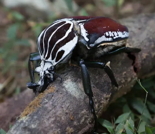 A Goliath Beetle with black and white stripes perched on a branch.