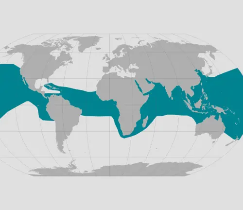 A map of the world with the ocean in blue, showcasing the habitat of the "Olive Ridley Sea Turtle".