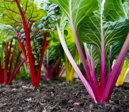 Vibrant red and pink Swiss chard stalks with lush green leaves growing in fertile garden soil.
