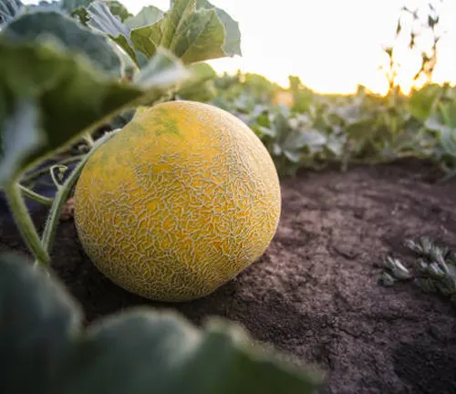 A ripe cantaloupe with a textured rind, lying on the ground amid its sprawling plant leaves, with the warmth of the setting sun in the background.

