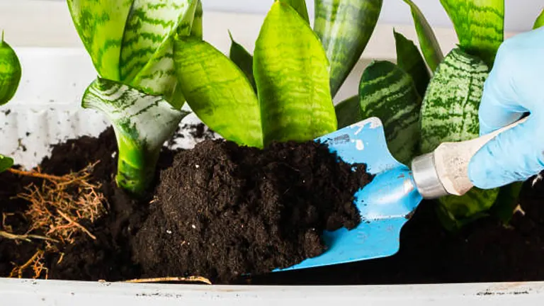 Gloved hand using a blue trowel to add soil to a snake plant in a white planter during repotting, with focus on the vibrant green leaves and fresh soil.