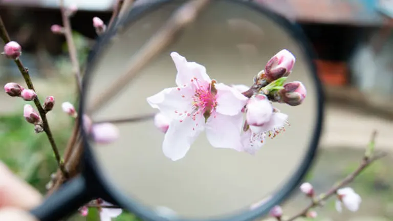 A peach blossom magnified through a lens, highlighting the delicate pink petals and central stamen.