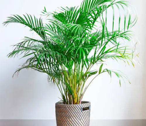 Vibrant areca palm in a textured basket planter against a soft white wall backdrop.
