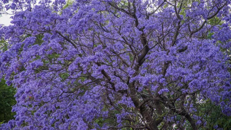 Dense clusters of purple Jacaranda blooms creating a lush canopy, with branches peeking through the vibrant floral display.