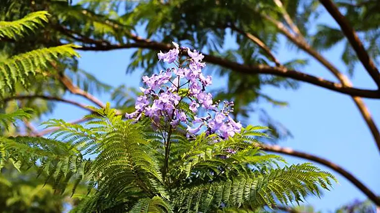 A close-up of delicate purple Jacaranda blossoms amidst the rich green, feathery foliage of the tree, against a clear blue sky.
