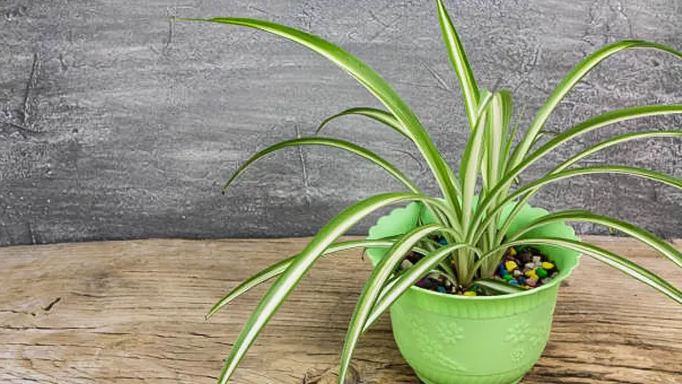 A variegated spider plant in a green textured pot on a rustic wooden surface with a grey textured background.