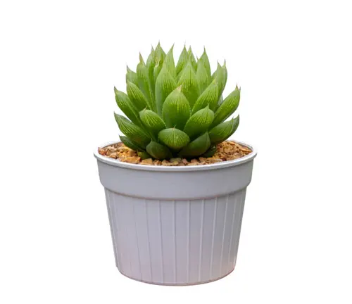 Green Haworthia succulent with pointed leaves in a white fluted pot isolated on a white background.