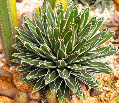 Agave victoriae-reginae with a symmetrical rosette pattern, white leaf margins, and contrasting green and white colors against a gravel background.