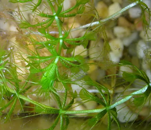 An underwater view of a green aquatic Bladderwort plant, showing its delicate, finely branched structure and translucent bladders designed for trapping small water organisms.

