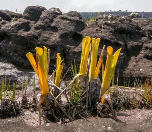 A cluster of bright yellow pitcher plants stands out against a rocky background, their tubular leaves open at the top, basking in sunlight amidst sparse grass.
