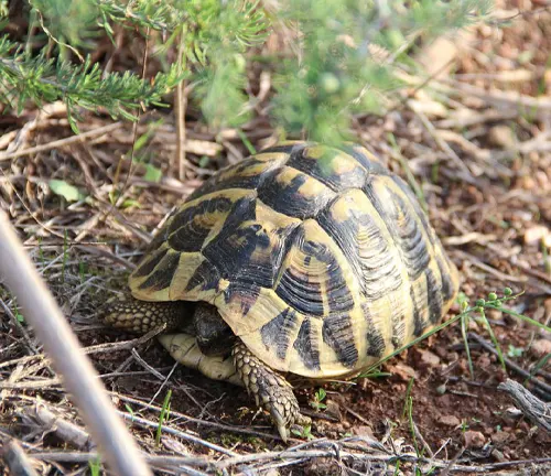 A close-up photo of a Hermann's Tortoise, a small reptile with a brown shell and a wrinkled skin pattern.