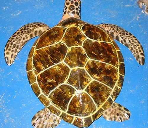 A "Green Sea Turtle" displayed in a blue container.
