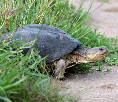 African Helmeted Turtle walking on grassy path.