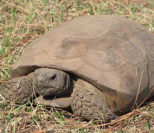 A gopher tortoise sitting in the grass.