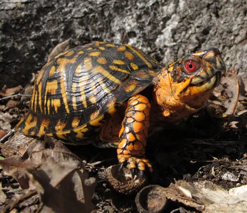 A "Common Box Turtle" with red eyes sitting on the ground.
