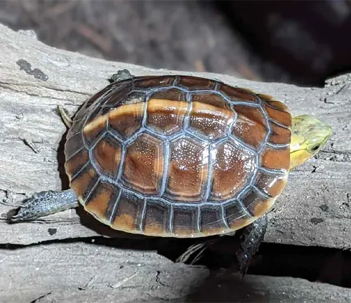 A Chinese Box Turtle sitting on a branch, its back turned towards the camera.